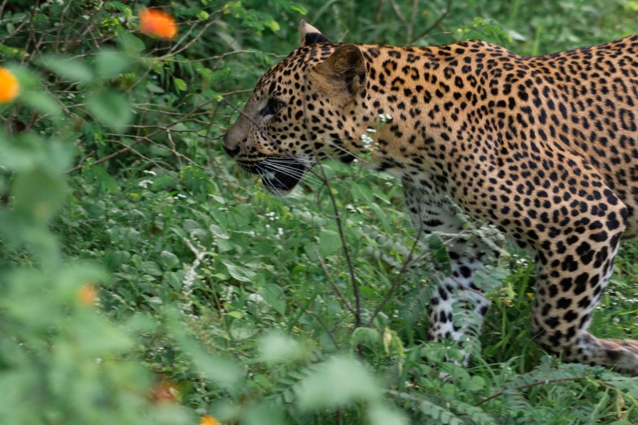 Funky Leopard Safari Lodge Bordering Yala National Park Kataragama Exterior foto