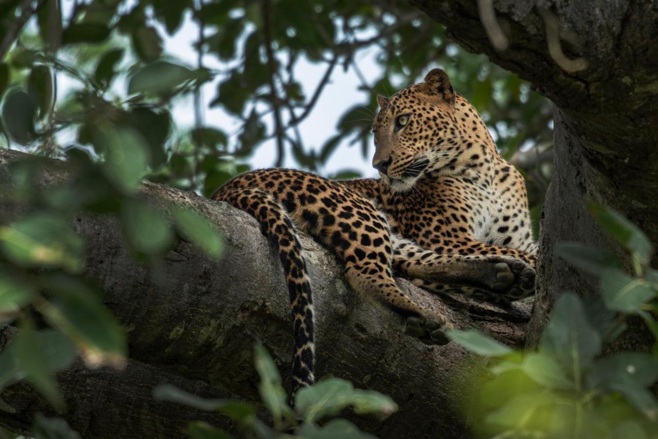 Funky Leopard Safari Lodge Bordering Yala National Park Kataragama Exterior foto