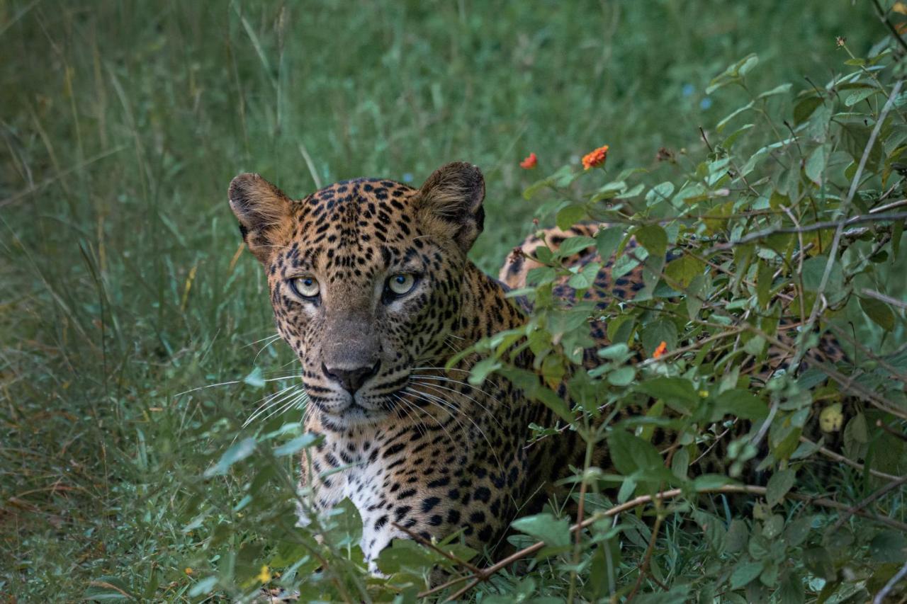 Funky Leopard Safari Lodge Bordering Yala National Park Kataragama Exterior foto