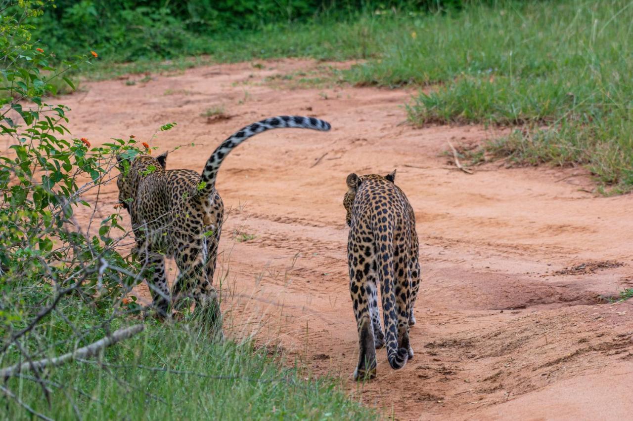 Funky Leopard Safari Lodge Bordering Yala National Park Kataragama Exterior foto